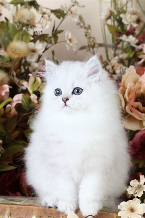 The doll face persian has a natural feline face. Silver Chinchilla Toy Persian KittenDesigner Persian ...