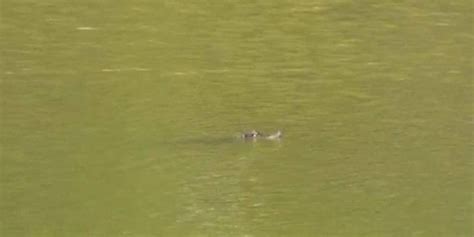 Chicago Police Spot Nearly 5 Foot Long Alligator Swimming In Lagoon In