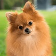 LEARN - History of the Pomeranian dog breed - Dog Friendly Scene