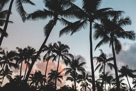 free images sky sunset flower jungle savanna palms silhouettes palm trees tropics