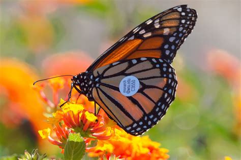 Monarchs Ride West Coast Winds Proof Of Butterfly