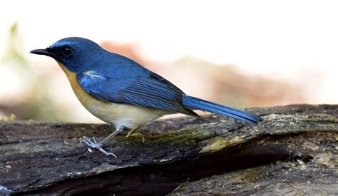 Pygmy Blue Flycatcher Naturelly Flickr