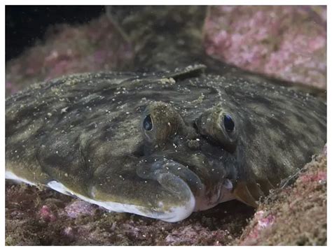 European Flounder Platichthys Flesus Fish