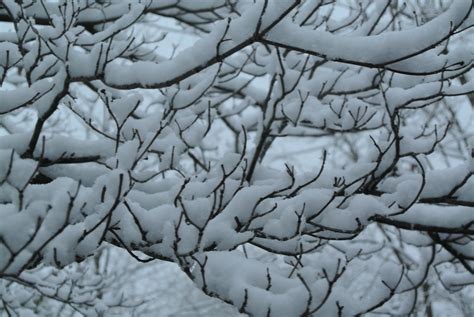 Free Images Tree Branch Snow Winter Black And White Leaf Frost