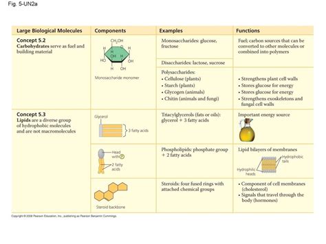 The Structure And Function Of Large Biological Molecules Online