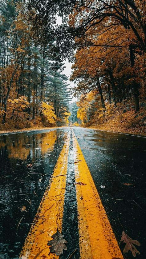 Autumn Wet Road Reflection Iphone Wallpaper Iphone Wallpapers