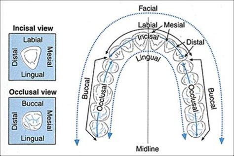 Dentaltown Dental Tooth Surfaces Diagram Dental Charting Dental