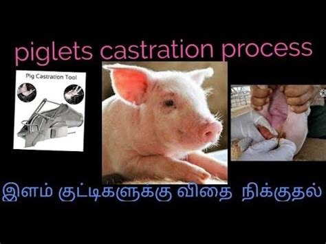 Piglets Castration Process Youtube