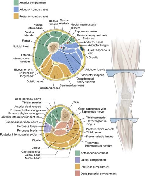 Knee And Lower Leg Musculoskeletal Key