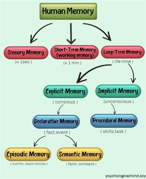 Human Memory Diagram