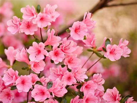 Pink Flowers Hd Wallpapers Top Những Hình Ảnh Đẹp