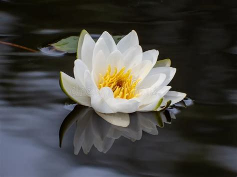 Delicate White Water Lily Flower Blooming With Yellow Middle And Its
