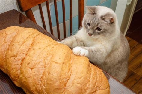 This Picture Of A Cat Sharing A Moment With A Large Loaf Of Bread Is