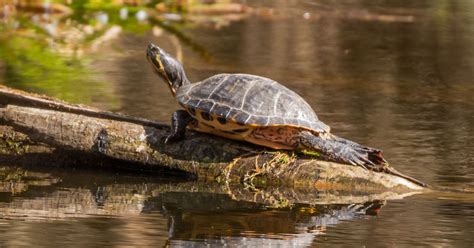 Yellow Bellied Turtle Complete Care Sheet All Turtles