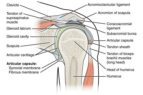 Including joint capsules, the labrum, ligaments, bursae, tendons, and muscles. Diagram Of Shoulder Muscles And Tendons / Posterior View ...