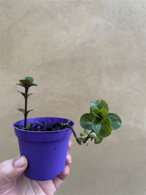 Small Krishna Tulsi Plant In 8cm Pot Tulsi Plant Basil Etsy