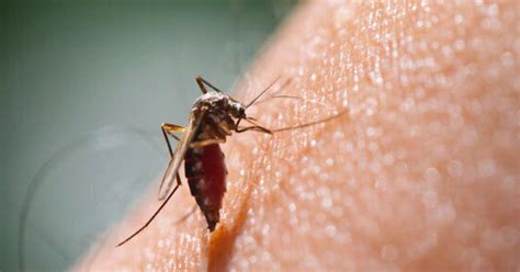 Natural Ways To Treat Mosquito Bites Huffpost Life
