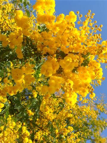 Looking to add a touch of australiana when building a bouquet or growing your the golden wattle (acacia pycnantha) variety is the national flower of australia. Candidimage Photography: Wattle Australia's National ...