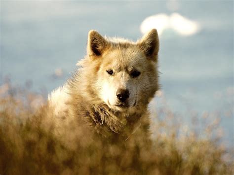 Greenland Dog By Nick Russill On 500px Greenland Dog Pets Dogs