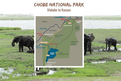 chobe national park chobe 4x4 hire