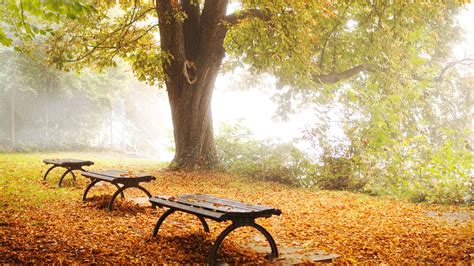 1920x1080 Benches Tree Autumn Foliage Park Nature Coolwallpapersme