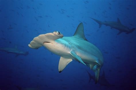 Hammerhead Sharks Unique Traits May Doom Them Conservation