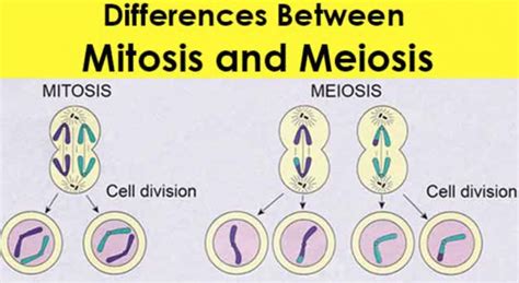 What Is The Difference Between Prophase 1 And 2 In Meiosis