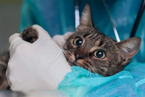 Cat Hernia Surgery Zeeland Vets