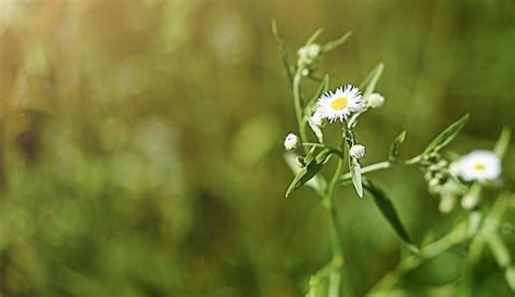 Premium Photo Chamomile Flower In An Open Field In The Rays Of Sunlight