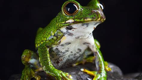 Frog Eyes