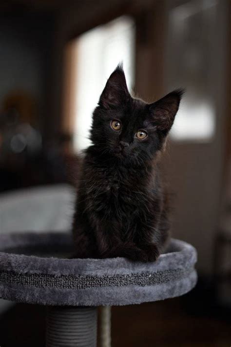 تفسير حلم القطه السوداء