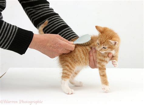 Grooming A Ginger Kitten With A Brush Photo Wp26053