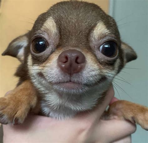 Chihuahua Dog Pictures