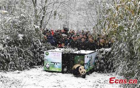 Two Captive Born Pandas Released Into Wild