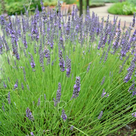 Lavandula Intermedia Grosso Lavender Information