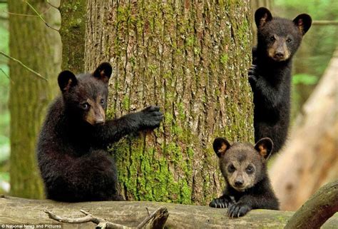 Three Black Bear Cubs