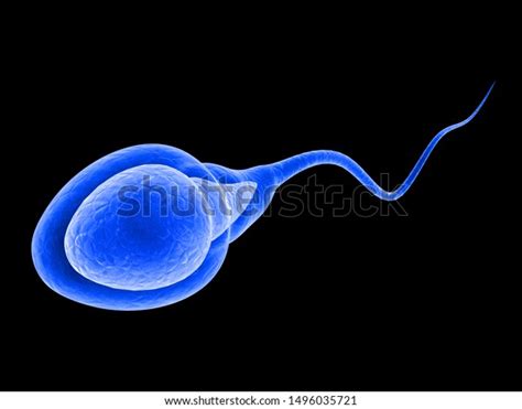 3d Illustration Human Sperm Cell Stock Illustration 1496035721