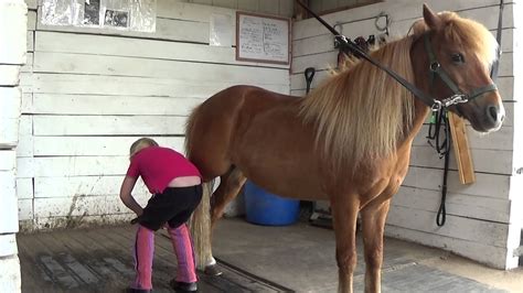 Grooming Your Horse And Ponies 11 Amazing Grooming Tips