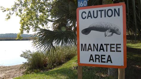 Fwc To Install Improved Manatee Zone Signs In St Johns River