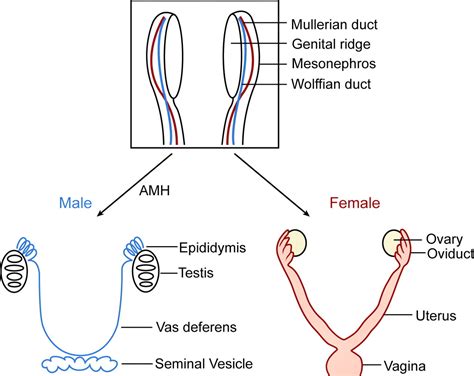 Sex Determination And Gonadal Development In Mammals Physiological Reviews