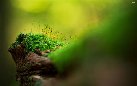 Moss Wallpapers Top Free Moss Backgrounds Wallpaperaccess