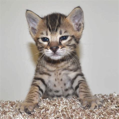 Puppyfinder.com is your source for finding an ideal puppy for sale in michigan, usa area. F6 Savannah Kittens for Sale Amanukatz Savannah Cats Ohio ...