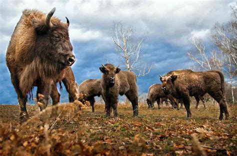 Are Bison Endangered Species