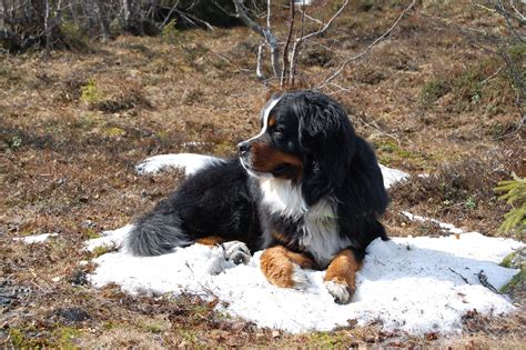 Jippi Its Still Some Snow Left Bernese Mountain Dog Bernese