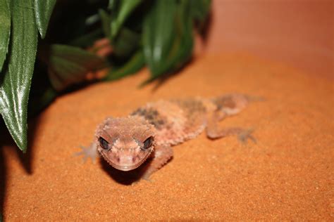 Banded Knob Tailed Gecko Reptile And Grow
