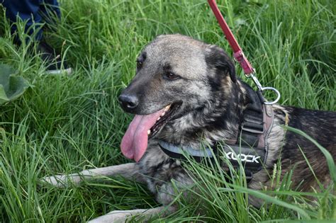 In den rümanischen tötungsstationen sind hunde in solchem zustand keine seltenheit. Hunde suchen ein Zuhause Hundevermittlung