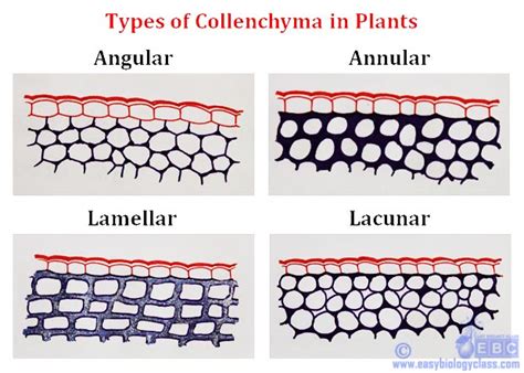 Functions Of Collenchyma Cells In Plants Easybiologyclass