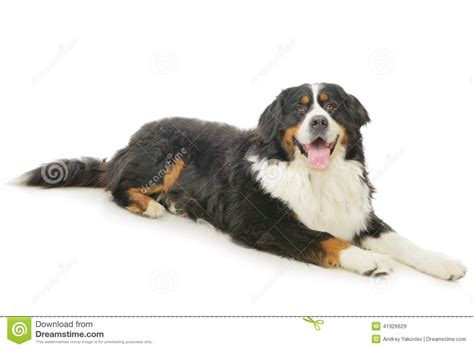 Bernese Mountain Dog Stock Photo Image 41926629