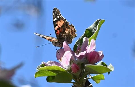 Millions Of Painted Lady Butterflies Dance Among The Flowers Wellgood