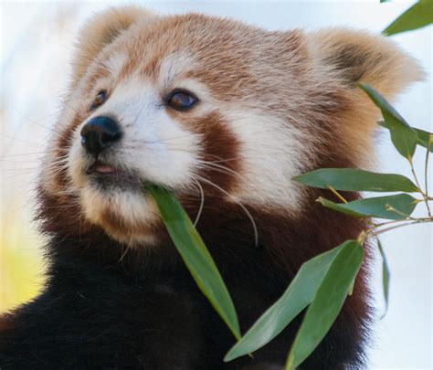 New Documentary Film About Red Pandas Red Pandazine